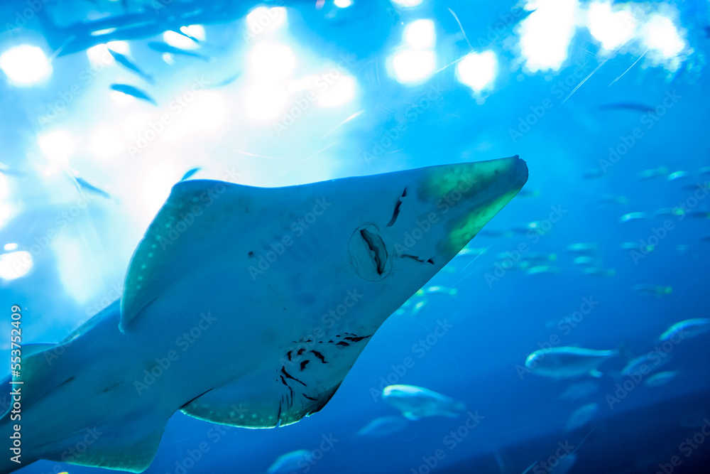 迪拜水族馆的水下野生动物与鱼类合影。