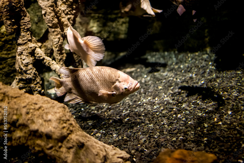 迪拜水族馆的水下野生动物与鱼类合影。