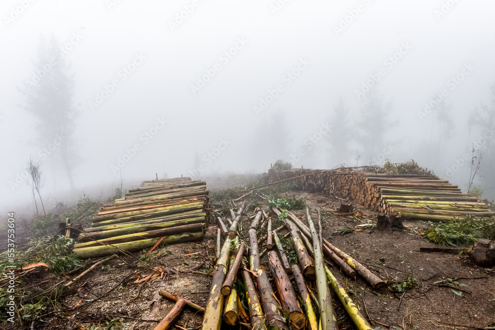 Nature of Chile South America. Road to Puerto Montt district