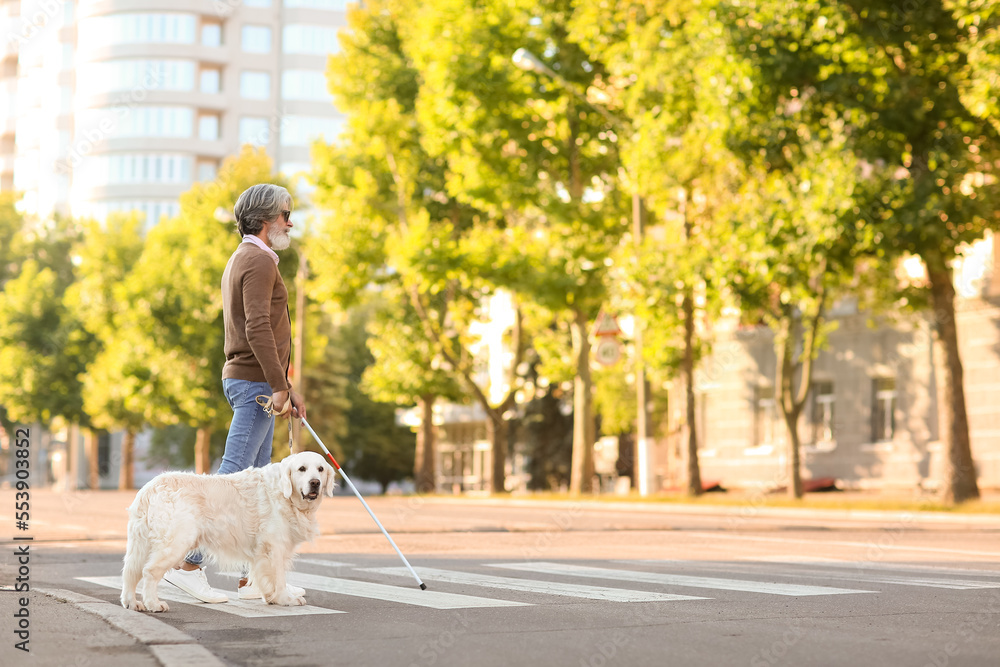 盲人老人带导盲犬在城市过马路