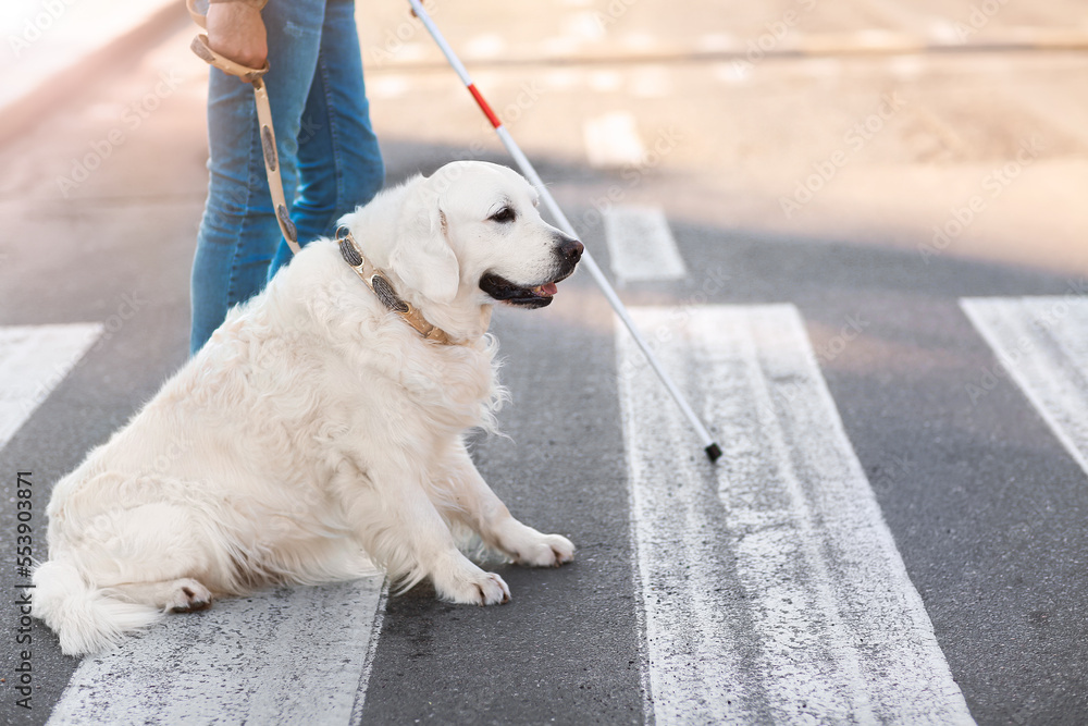 导盲犬带盲人在城市过马路