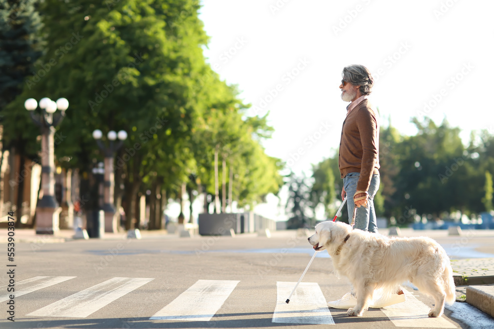 盲人老人带导盲犬过马路