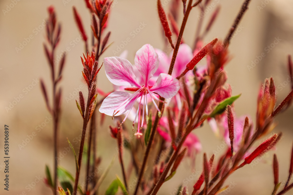 Beautiful pink flower blossoming outdoors, closeup