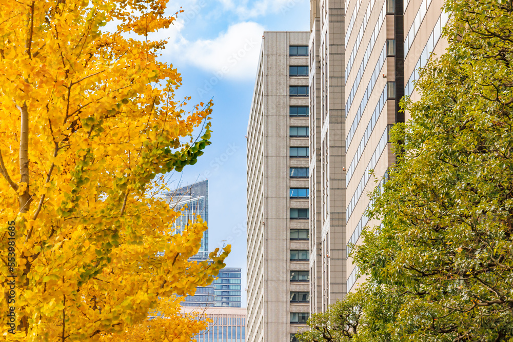 東京のビル群と鮮やかに紅葉した銀杏