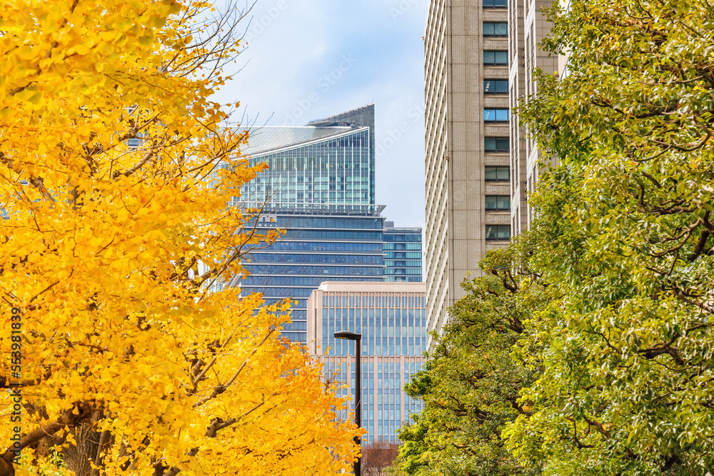 東京のビル群と鮮やかに紅葉した銀杏