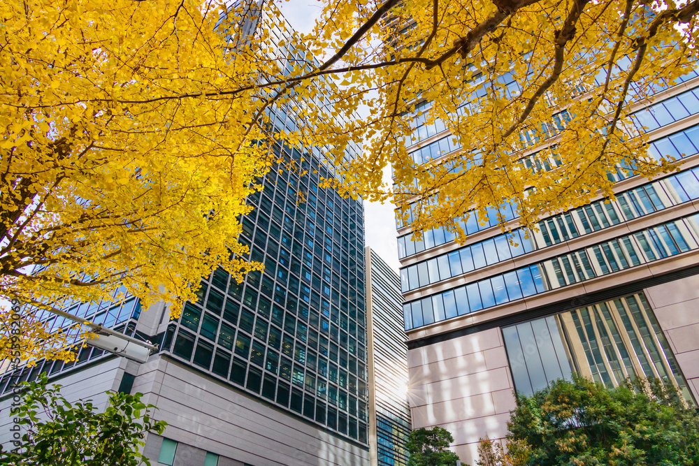 東京のビル群と鮮やかに紅葉した銀杏