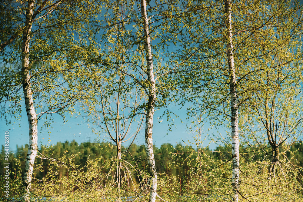 Birch Trees that Standing In Water During Spring Flood floodwaters. Reflection of Trees woods in Wat