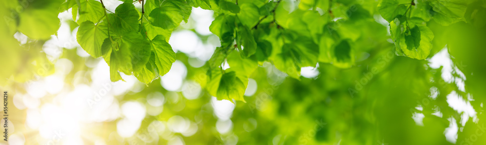 Panoramic view of the linden trees branch with young leaves.