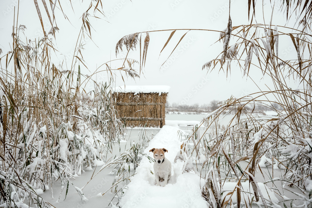 宁静的极简主义冬季景观，一只狗在结冰的湖面上。被雪覆盖的芦苇和一间小屋