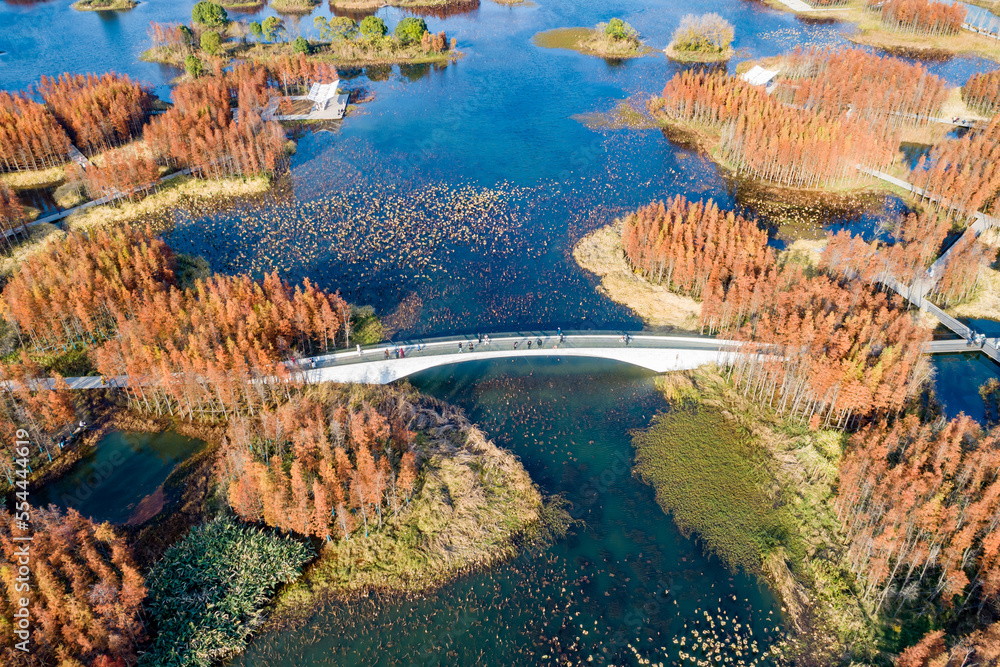 Aerial photography of red metasequoia forest in Aixi Lake Wetland Park, Nanchang, Jiangxi, China