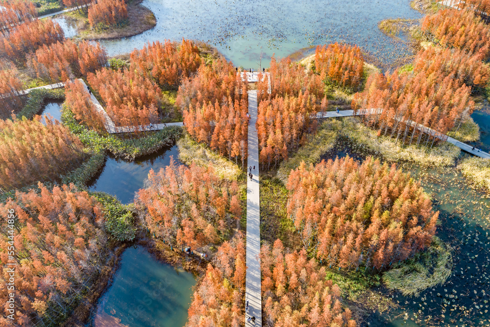 航拍中国江西南昌艾溪湖湿地公园的红色水杉林