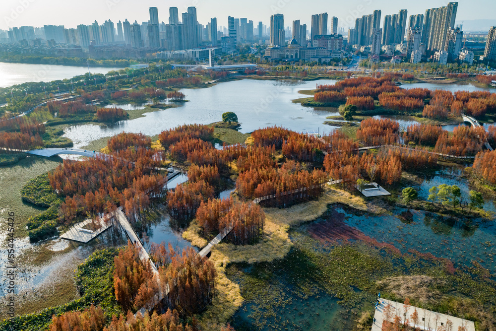 航拍中国江西南昌艾溪湖湿地公园的红色水杉林