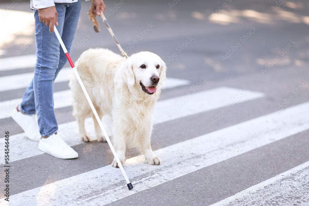 导盲犬与老年盲人在城市过马路