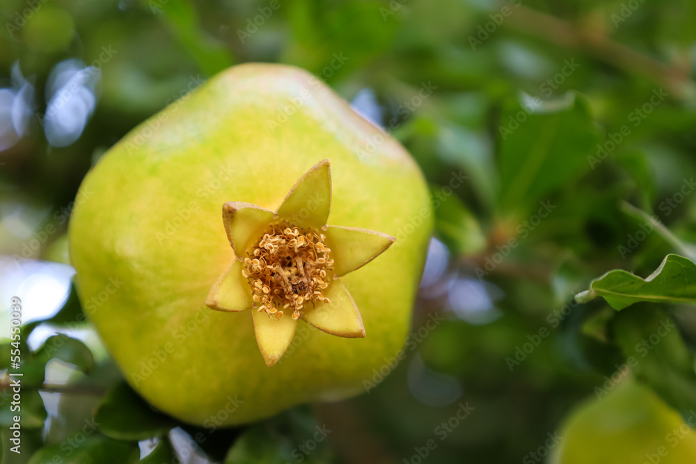 Closeup view of green pomegranate fruit on branch