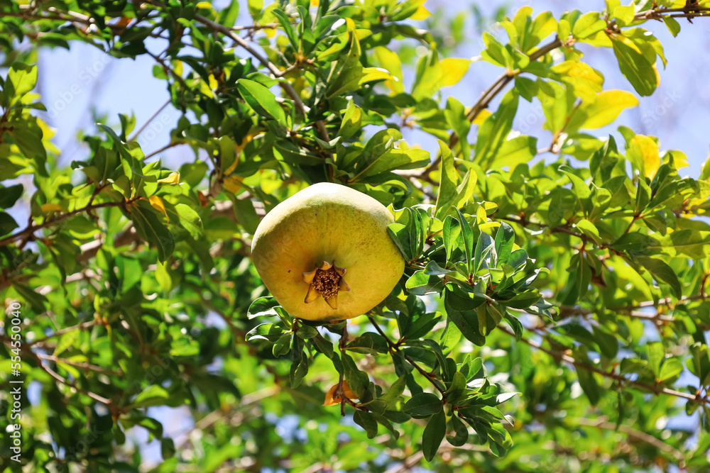 Branch with green pomegranate fruit in garden on sunny day