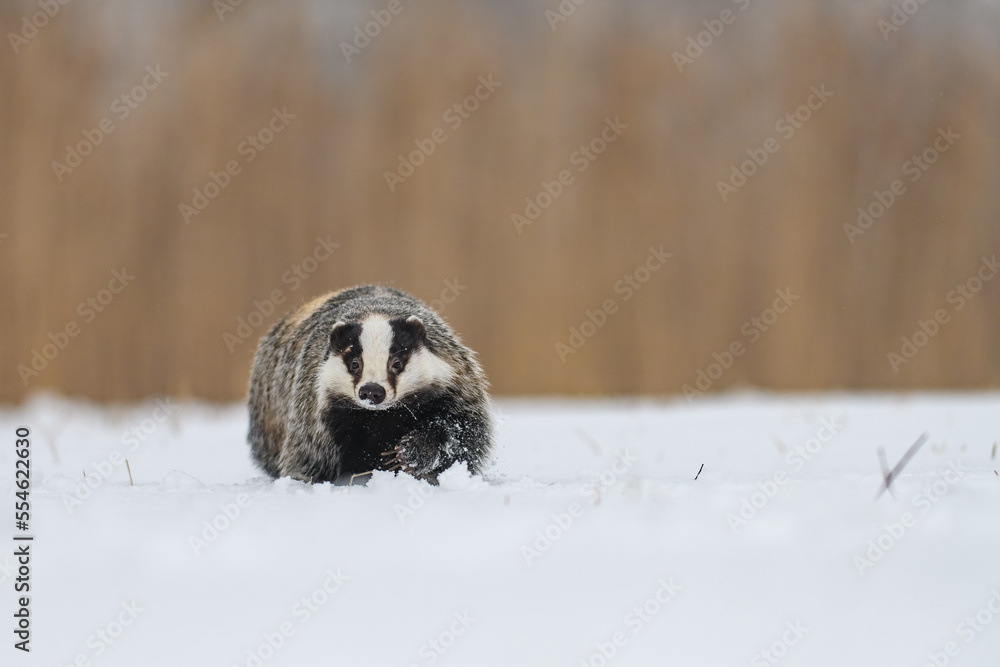 The European badger (Meles meles) in a snowy landscape near a forest in winter. Facing the camera.