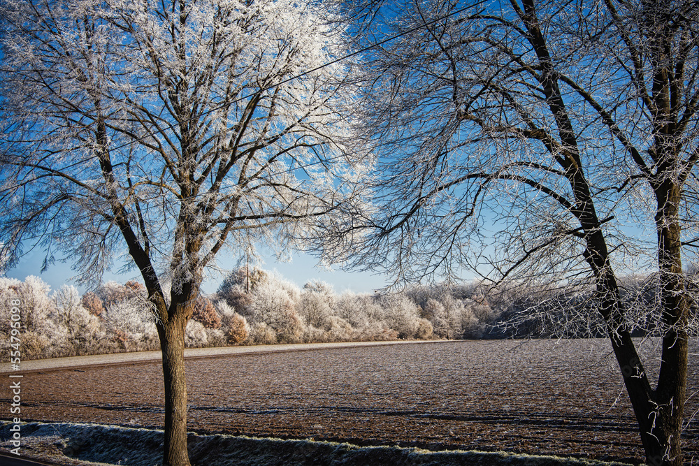 beautiful winter landscape showing brown field road and trees with white snow branches with blue clo