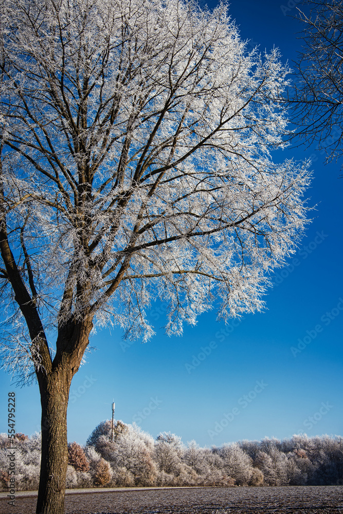 beautiful winter landscape showing tree with white snow branches with blue cloudless sky and brown f