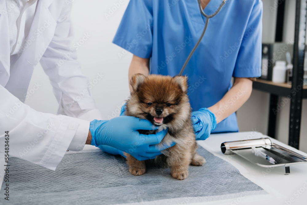 Vet listening Pomeranian dog with stetoscope in veterinary clinic..