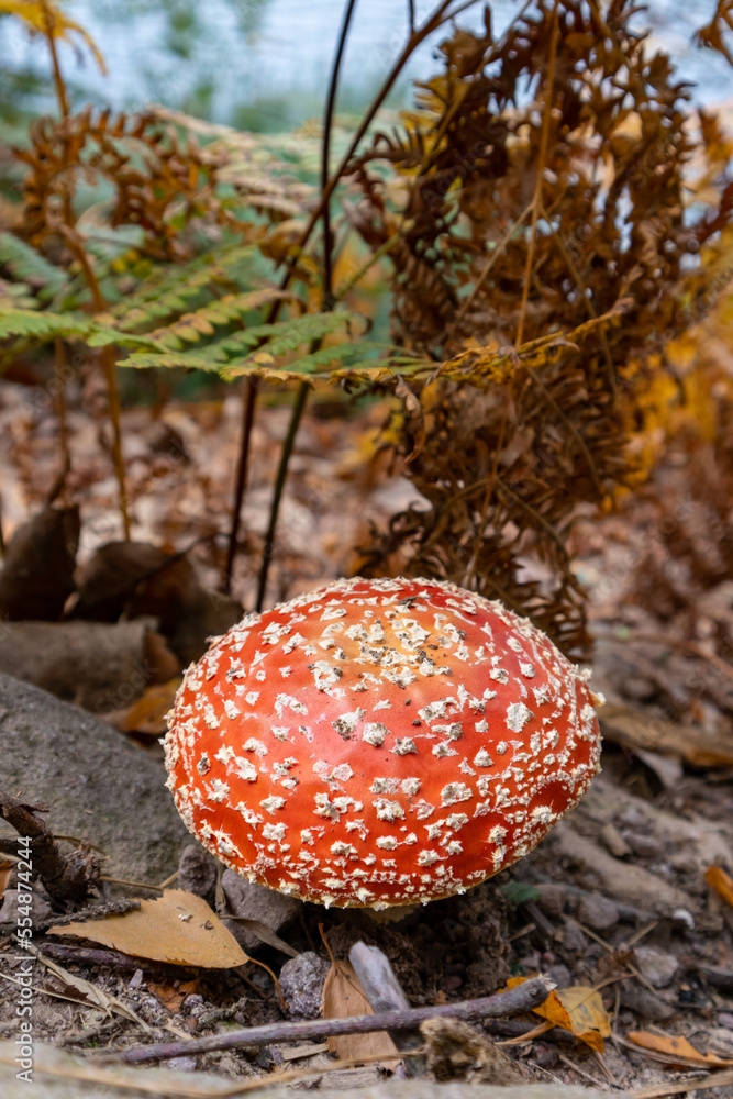 Poisonous mushroom in the middle of the forest