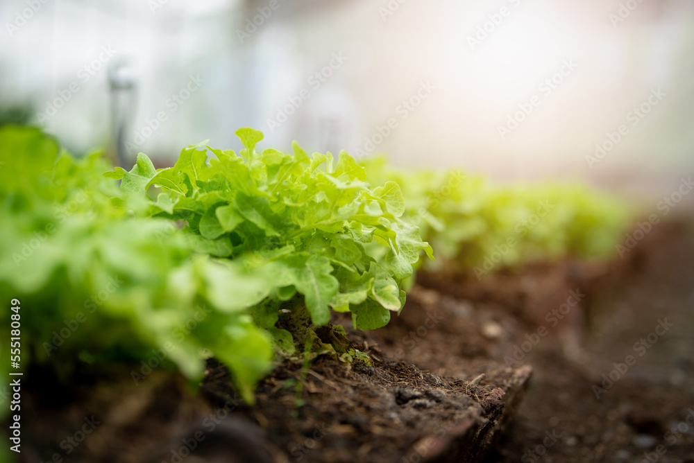 Vegetable garden at morning the summer day in industrial greenhouse. Selective focus