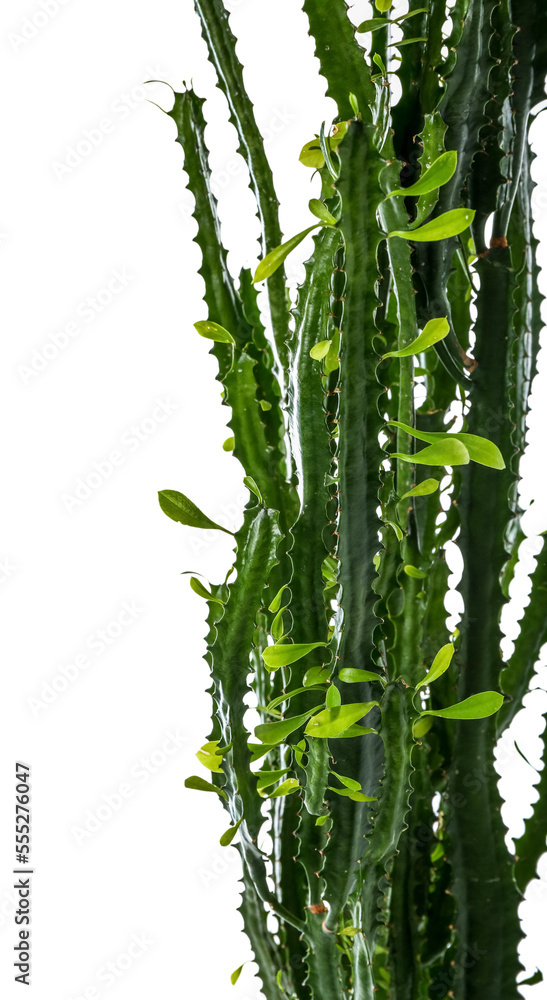 Green cactus against white background, closeup