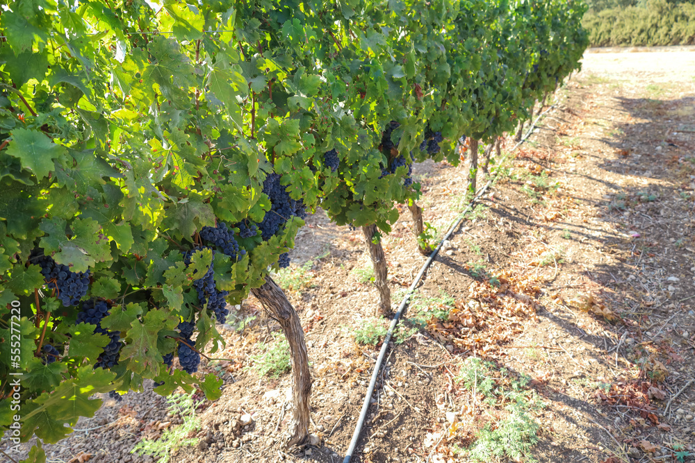 Plantation of vineyard with ripe grapes on sunny day