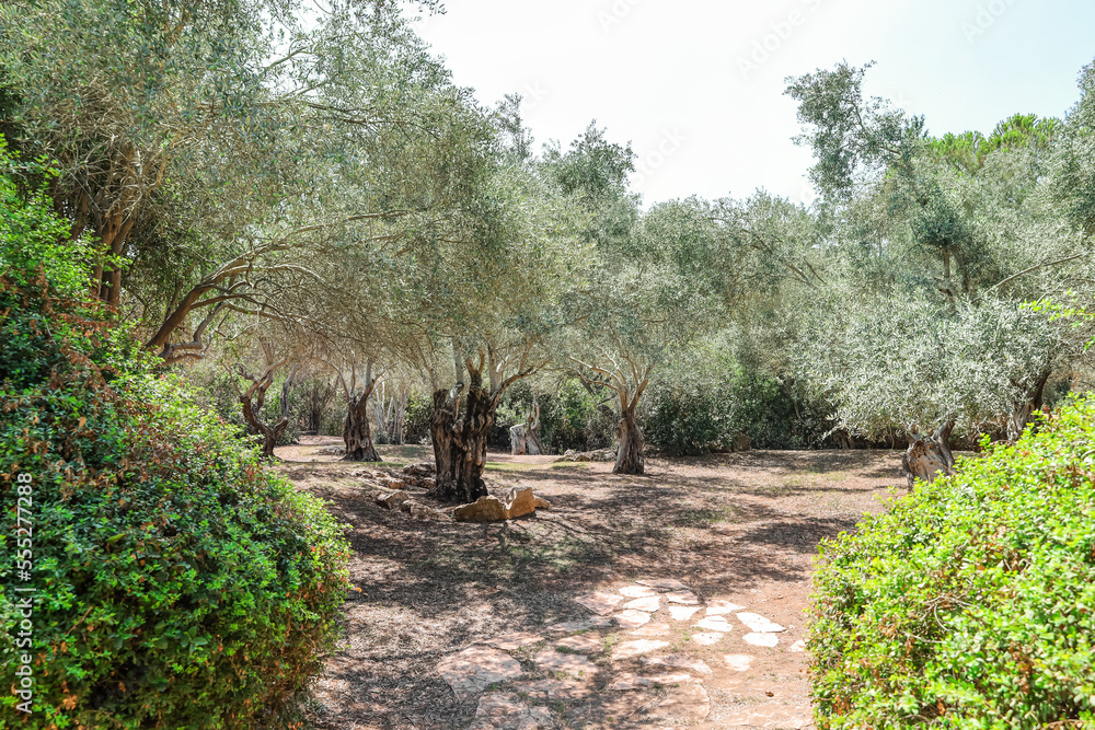 Beautiful garden with olive trees on sunny day