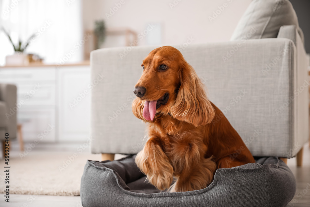 家里宠物床上的红可卡犬