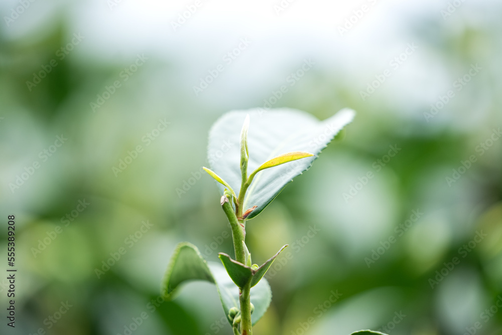 Beautiful green tea crop garden rows scene, design concept for the fresh tea product.