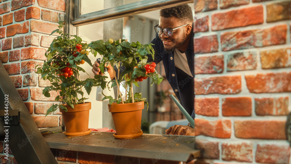 Young Handsome Male Spraying and Watering Home-Grown Eco-Friendly Tomatoes that Are Potted on a Wind