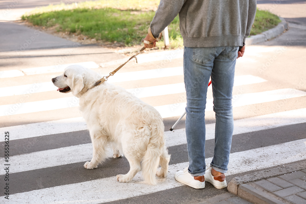 Guide dog helping senior blind man to cross road in city