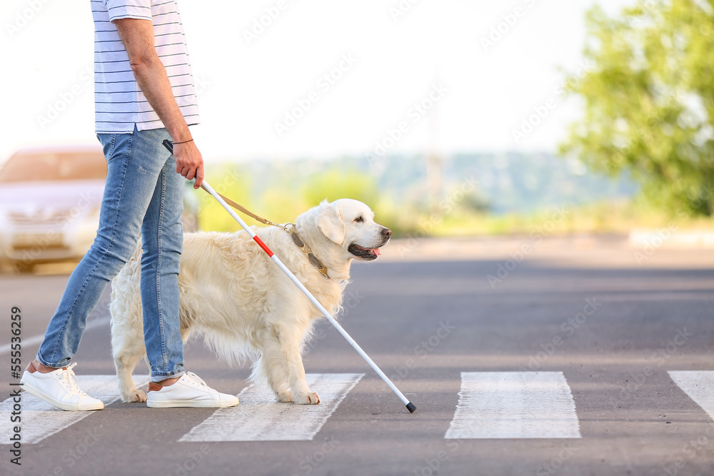 导盲犬在城市帮助老年盲人过马路