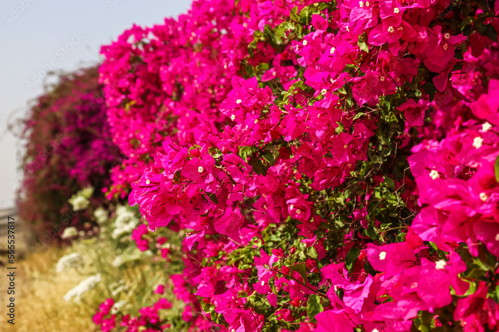 View of bright pink flowers outdoors, closeup