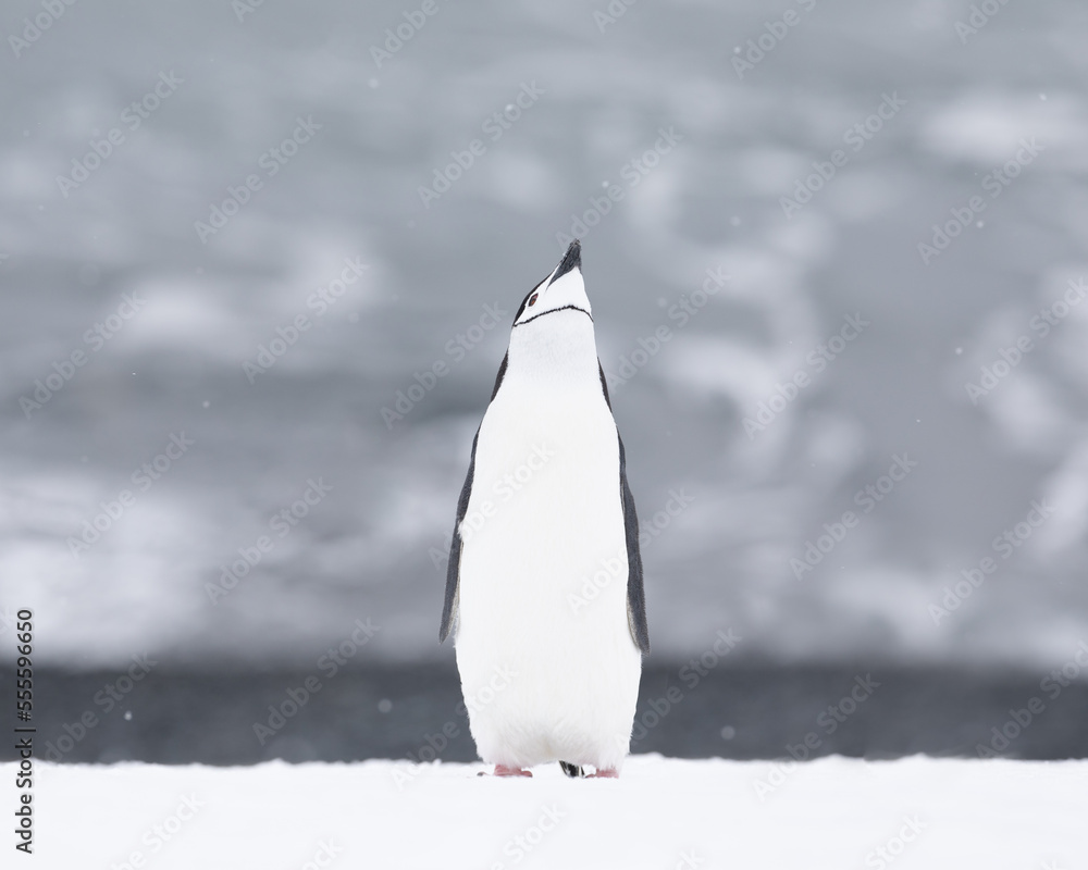 一只下巴企鹅站在雪地里。南极洲。