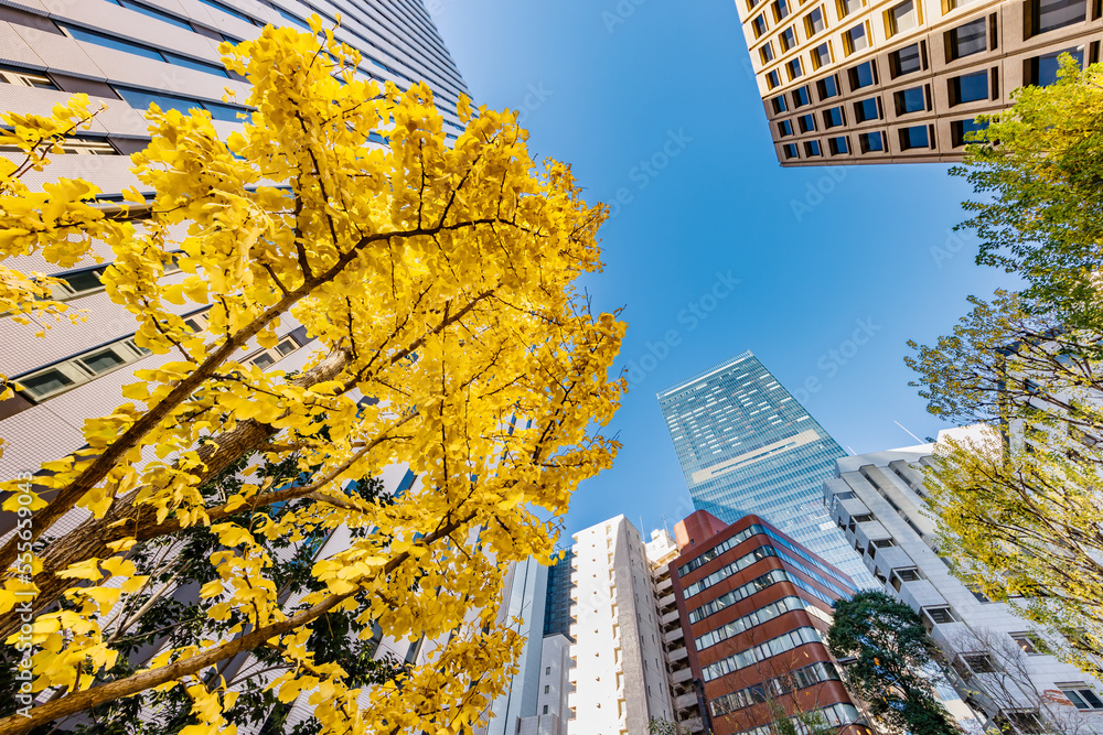 東京のビル群と紅葉した木