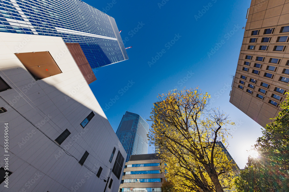 東京のビル群と紅葉した木