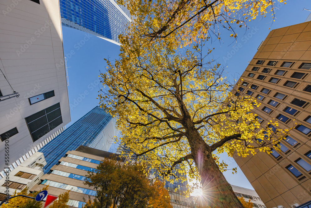 東京のビル群と紅葉した木