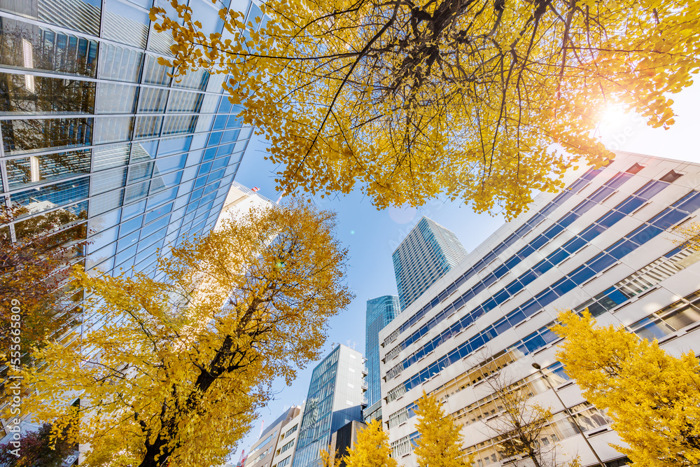 東京のビル群と紅葉した木