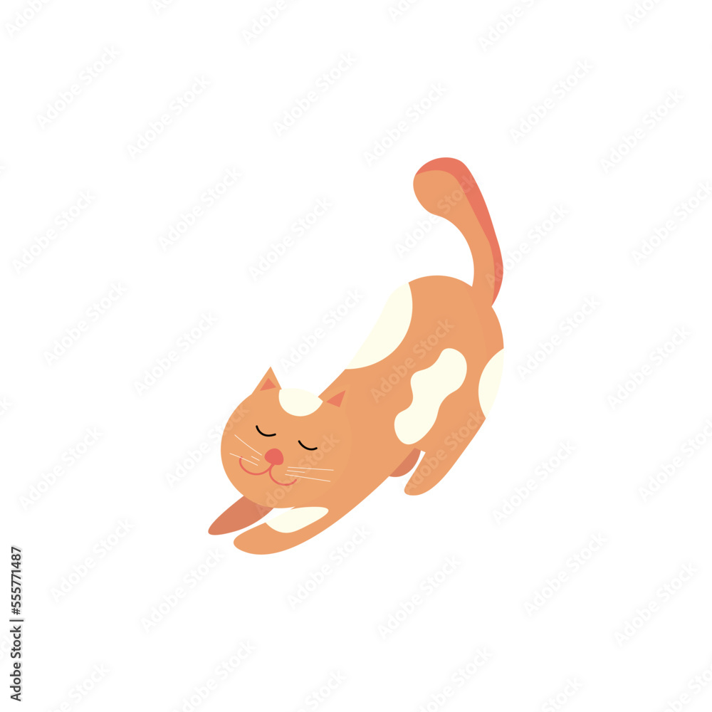 Cute cat on white background