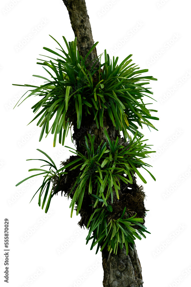 Plant leaves Green nature Tropical forest isolated on transparent background - png	