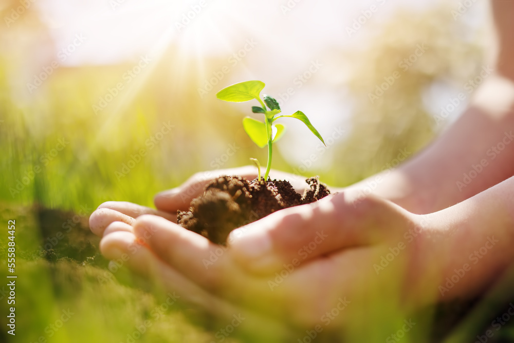 Childs hands holdingprout of a young plant.