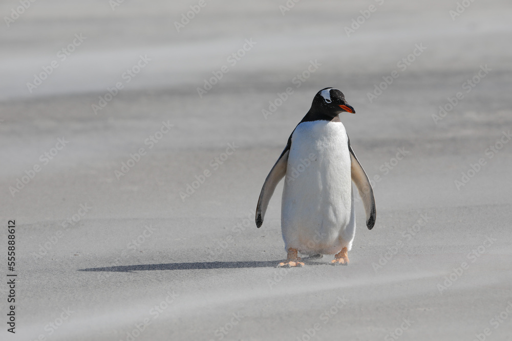 A close up portrait of a single gentoo penguin on a sandy beach. Falklands, Antarctica.