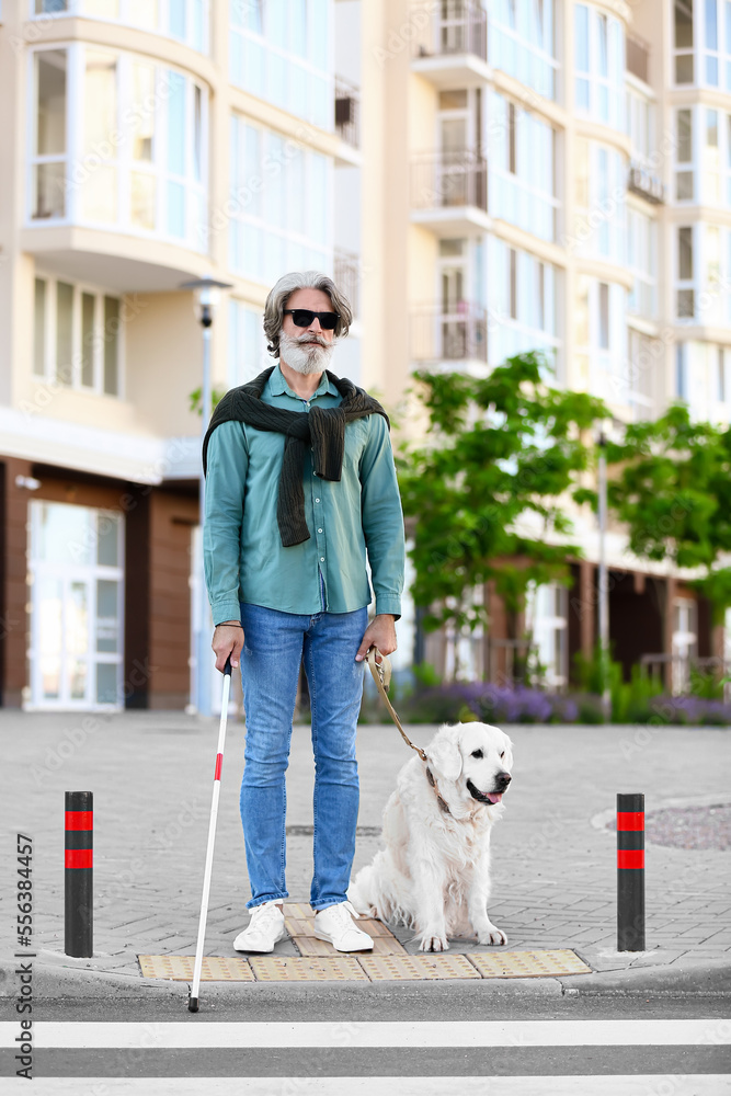 Senior blind man crossing road with guide dog in city