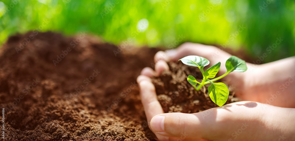 Childs hands holdingprout of a young plant.