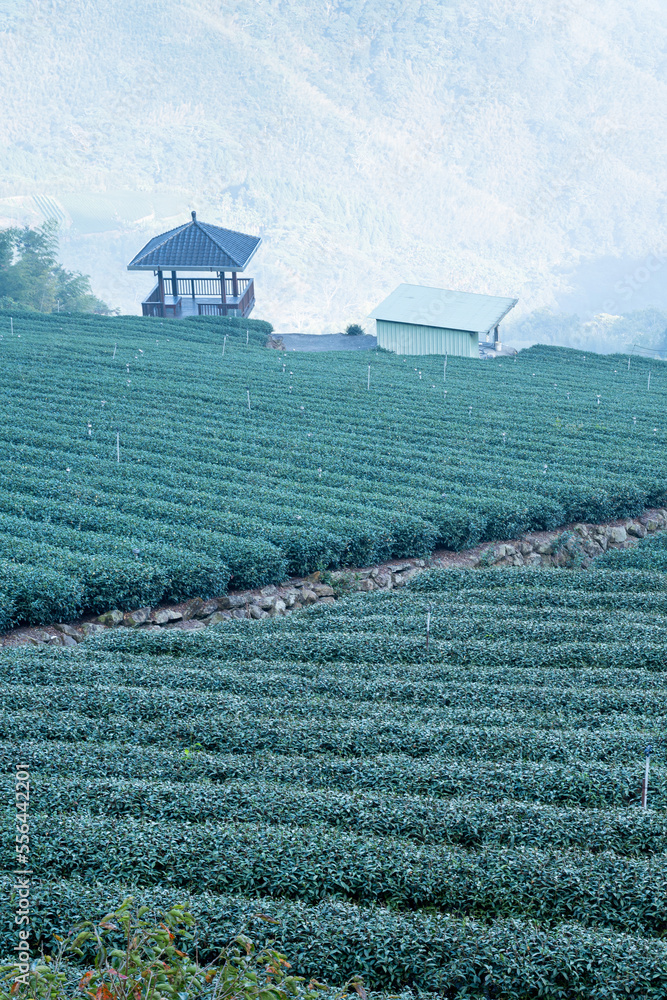 Beautiful green tea crop garden rows scene, design concept for the fresh tea product.