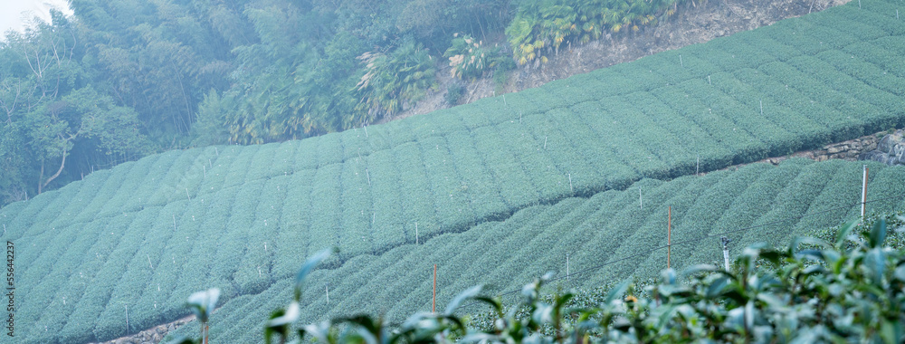 美丽的绿茶作物园排景，为鲜茶产品设计理念。