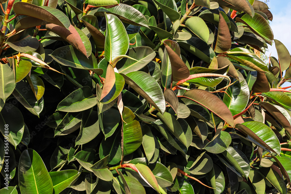 View of green plant on sunny day, closeup