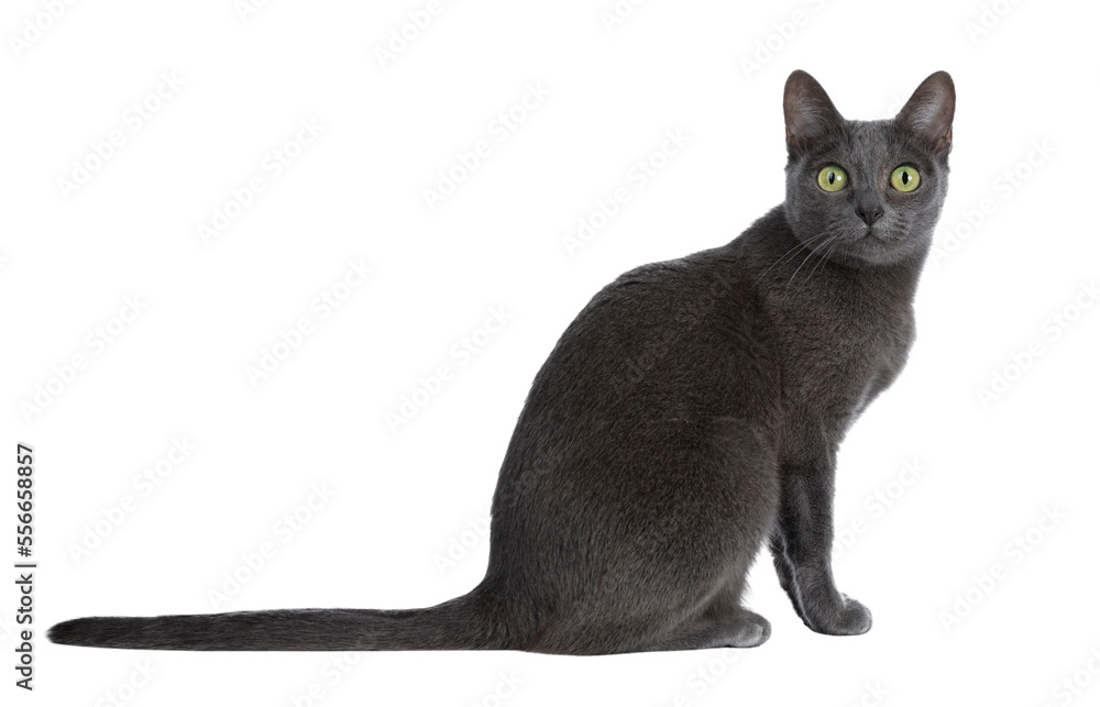 Silver tipped blue adult Korat cat sitting side ways and looking straight at camera with green eyes,