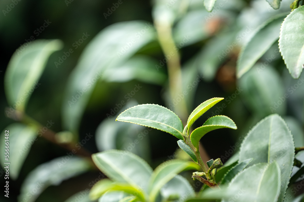 Beautiful green tea crop garden rows scene, design concept for the fresh tea product.